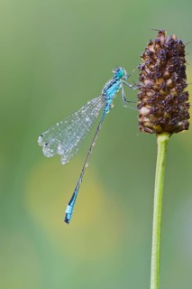 Blue-tailed Damselfly (Ischnura elegans)