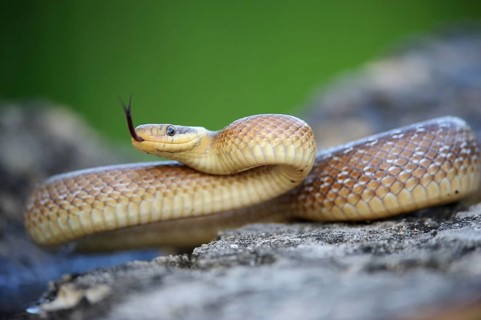 Aesculapian Snake (Zamenis longissimus)