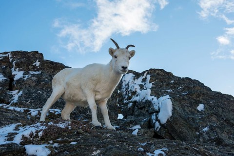 Dall Sheep (Ovis dalli)