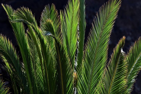 Canary Island Date Palm (Phoenix canariensis)