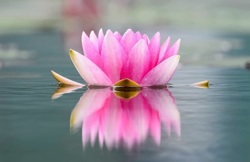Water lily (Nymphaea)