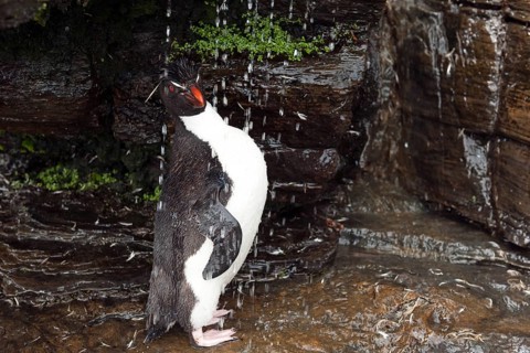 Rockhopper Penguin (Eudyptes chrysocome) under a fresh water shower