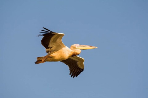 Great White Pelican (Pelecanus onocrotalus) in flight