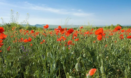 Meadow with many wild red poppies