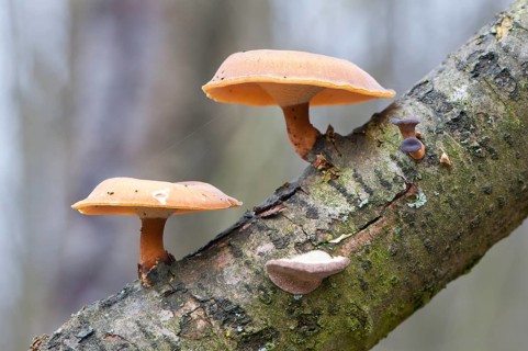Winter Polypore (Polyporus brumalis)