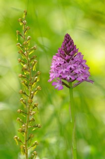 Twayblade (Listera ovata syn Neottia ovata) and a Pyramid Orchid (Anacamptis pyramidalis)