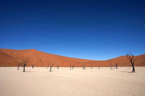 Dead Camel thorn trees (Vachellia erioloba)