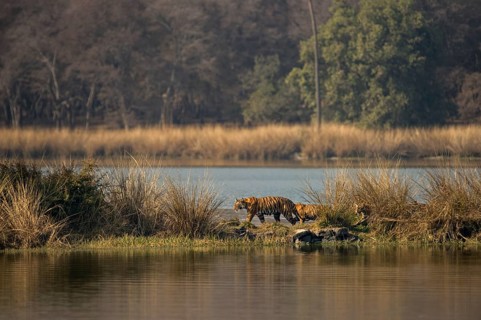 Wild Indian Tigers or Bengal Tigers