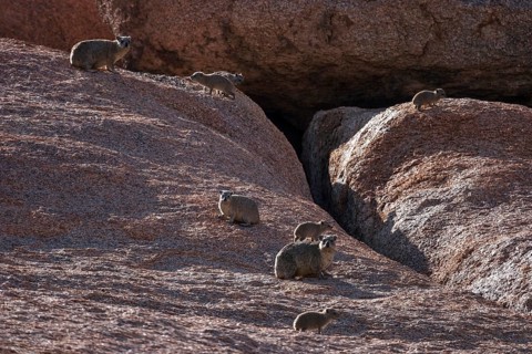 Rock hyrax (Procavia capensis)