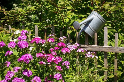 Still life of a garden with Sweet William (Dianthus barbatus) and a watering can on a wooden fence