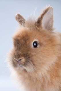 Dwarf rabbit (Oryctolagus cuniculus forma domestica)