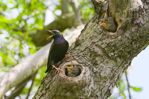 European starling (Sturnus vulgaris)
