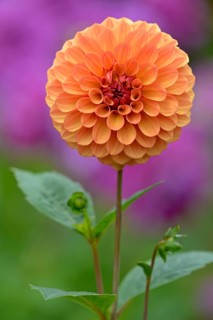 Pompon Dahlia (Dahlia)
