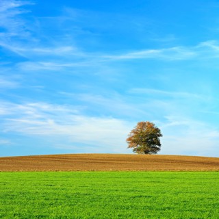 Solitary oak on the hill with ploughed field in autumn