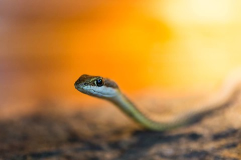 Namib-whip snake (Psammophis namibensis)
