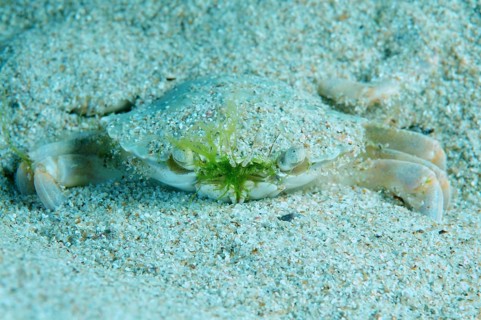 Swimming Crab (Macropipus holsatus)