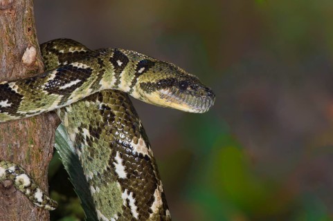 Madagascar Tree Boa (Sanzinia madagascariensis)