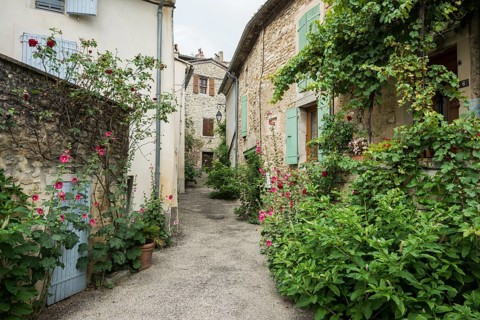 Alley with plants