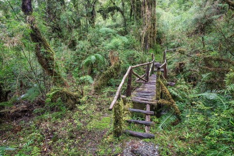 Hiking trail through the cold rain forest to the Cascadas Bajas
