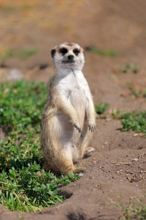 Meerkat (Suricata suricatta)