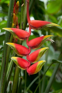 Pendent Heliconia (Heliconia pendula)