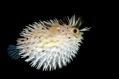 Long-spine porcupinefish (Diodon holocanthus)