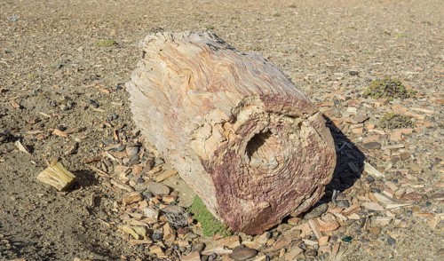 Petrified forest Bosque Petrificado National Monument