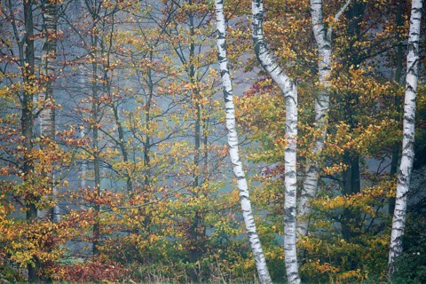 Birch trees (Betula pendula) and Beech trees (Fagus sylvatica) in autumn