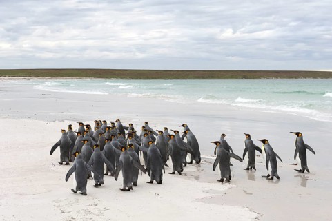 King Penguins (Aptenodytes patagonicus)