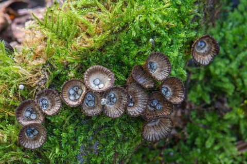 Fluted bird's nest (Cyathus striatus) on moss