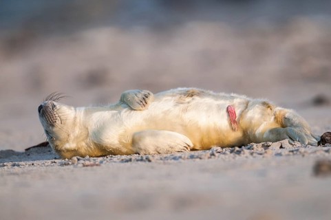 Grey seal (Halichoerus grypus)