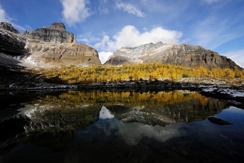 A yellow coloured larch forest and Eiffel Peak are reflected in a mountain lake