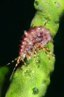 Gammarus (Pallasea cancellus)