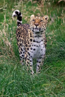 Amur Leopard (Panthera pardus orientalis)