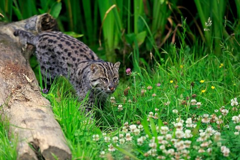 Fishing Cat (Prionailurus viverrinus)