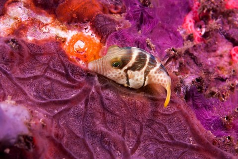 Valentini Puffer (Canthigaster valentini)