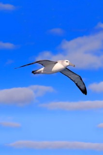 Shy albatross (Thalassarche cauta)