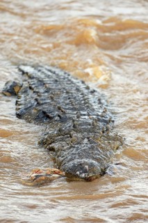 Nile Crocodile (Crocodylus niloticus) in the Mara River with remnants of a carcass in its mouth