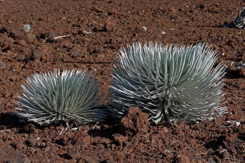 Silversword (Argyroxiphium sandwicense) plants growing in the Haleakala crater