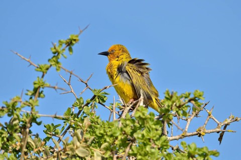 Cape Weaver (Ploceus capensis)