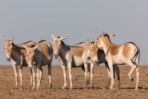Onagers or Asiatic wild asses (Equus hemionus)