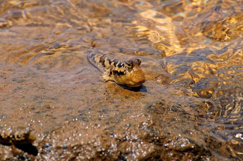 Barred Mudskipper (Periophthalmus argentilineatus) sitting on a rock on the shore