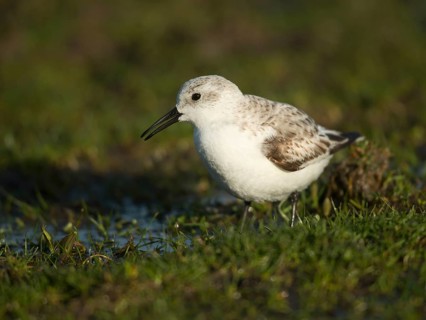 Sanderling (Calidris alba)