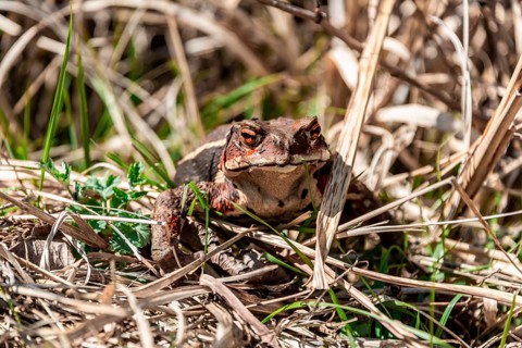 Japanese toad (Bufo japonicus) in dry grass at Tanuki Lake