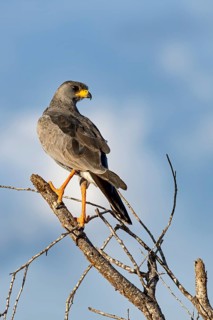 Eastern Chanting Goshawk (Melierax poliopterus)