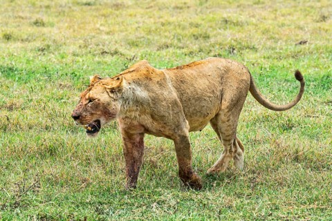 Fly-ridden Lioness (Panthera leo)