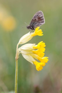 Small Heath Butterfly (Coenonympha pamphilus) on Cowslip (Primula veris)