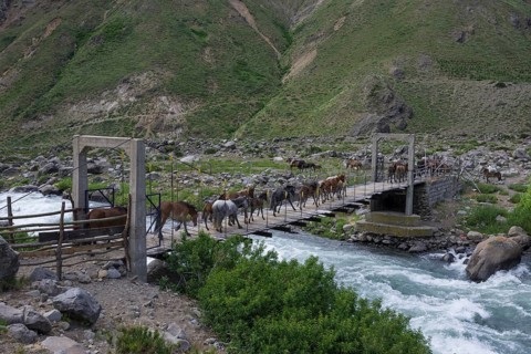 Horses are driven over a suspension bridge