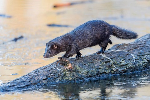 American mink (Neovison vison)