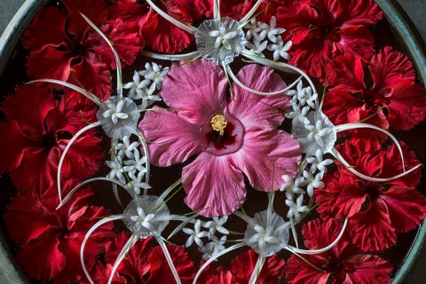 Hibiscus and Milk Flowers in a water-filled bowl